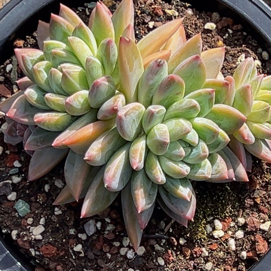 6029号下午多肉植物群生吃