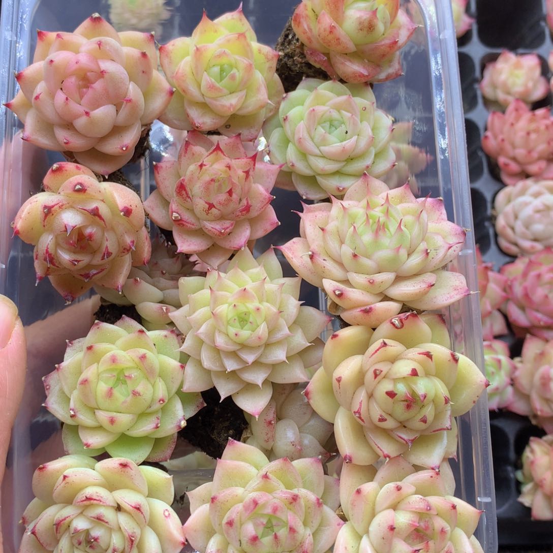 反反复复还是很开心的059