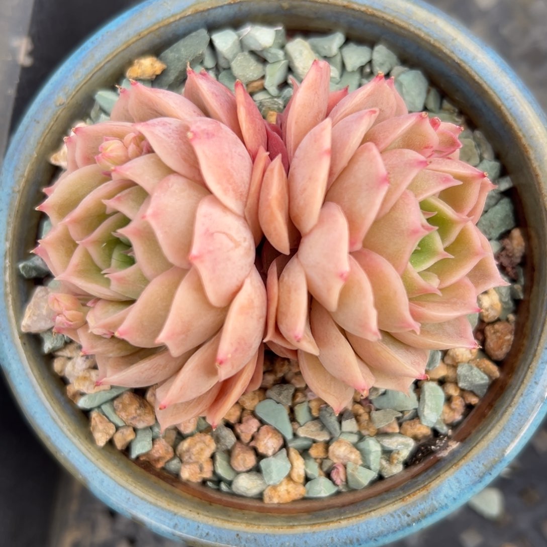 昂斯洛精控多肉一物一拍