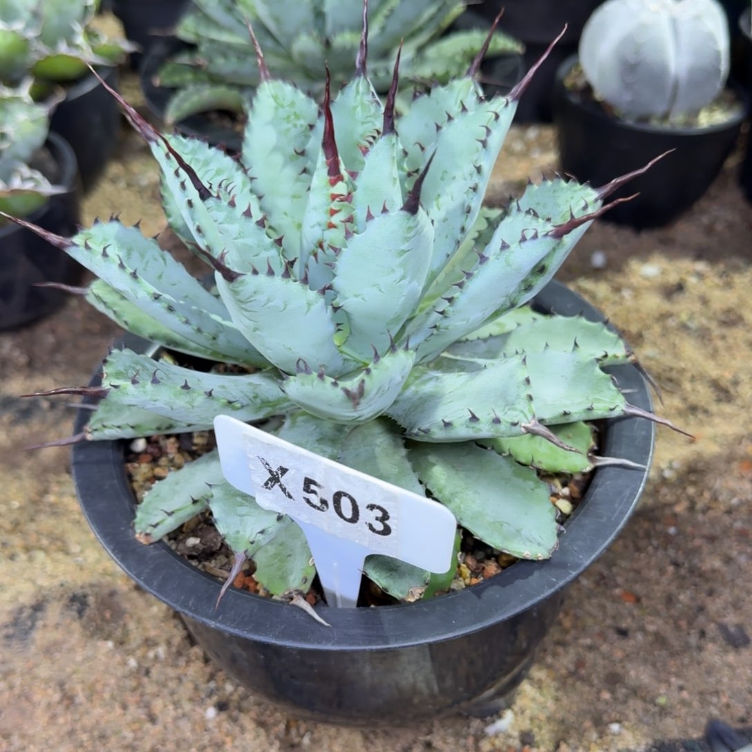 投***剑福利强曲八雷一颗