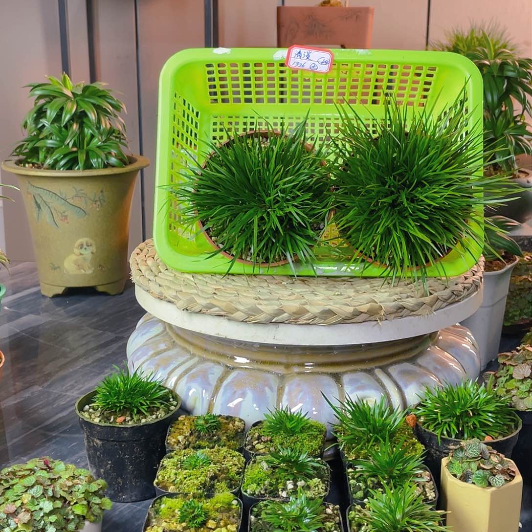 【闪购商品】完全开放