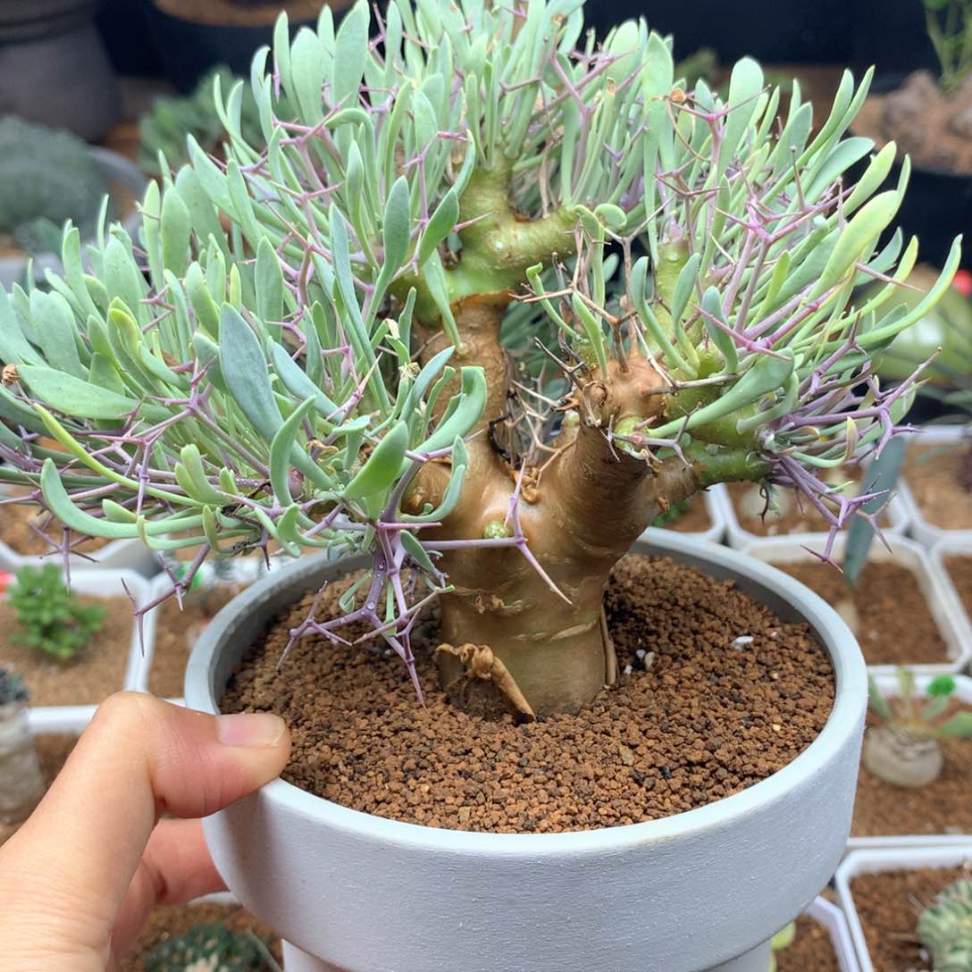 黑鬼殿厚敦菊脱土多肉