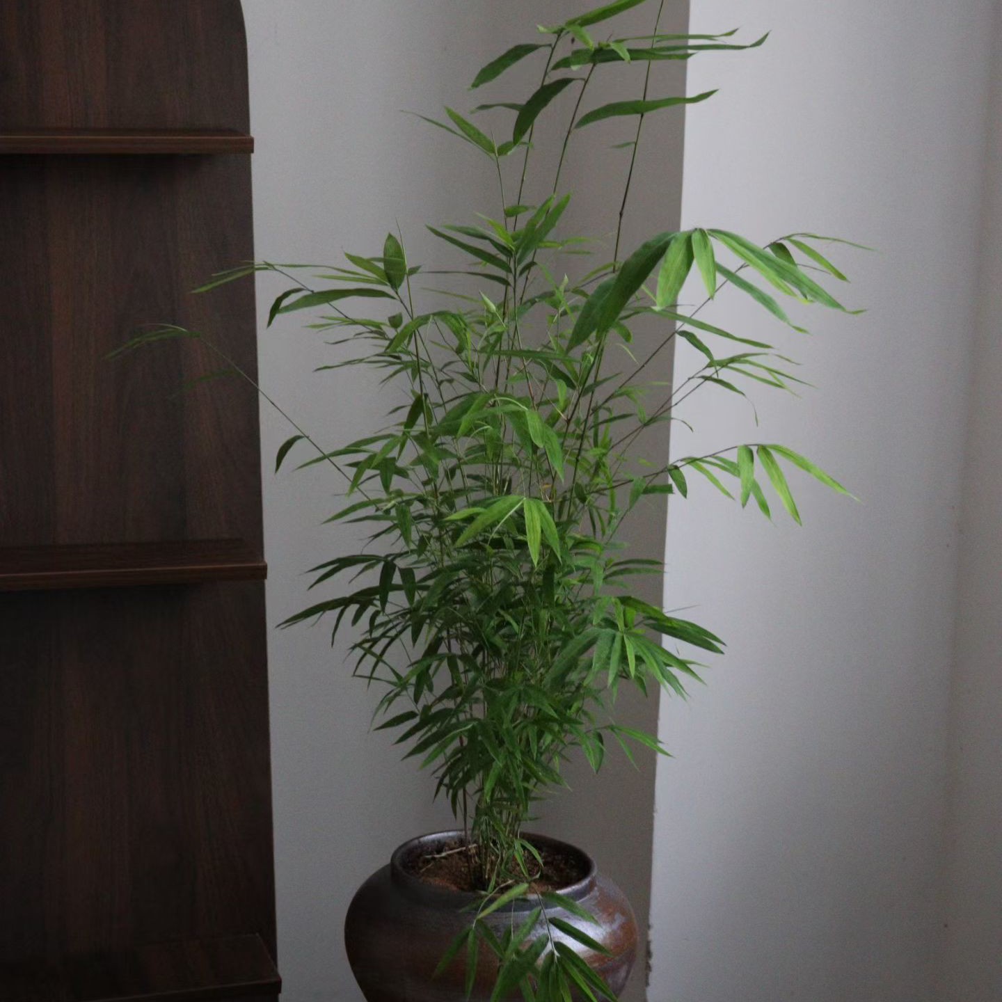 内门竹盆栽上新中