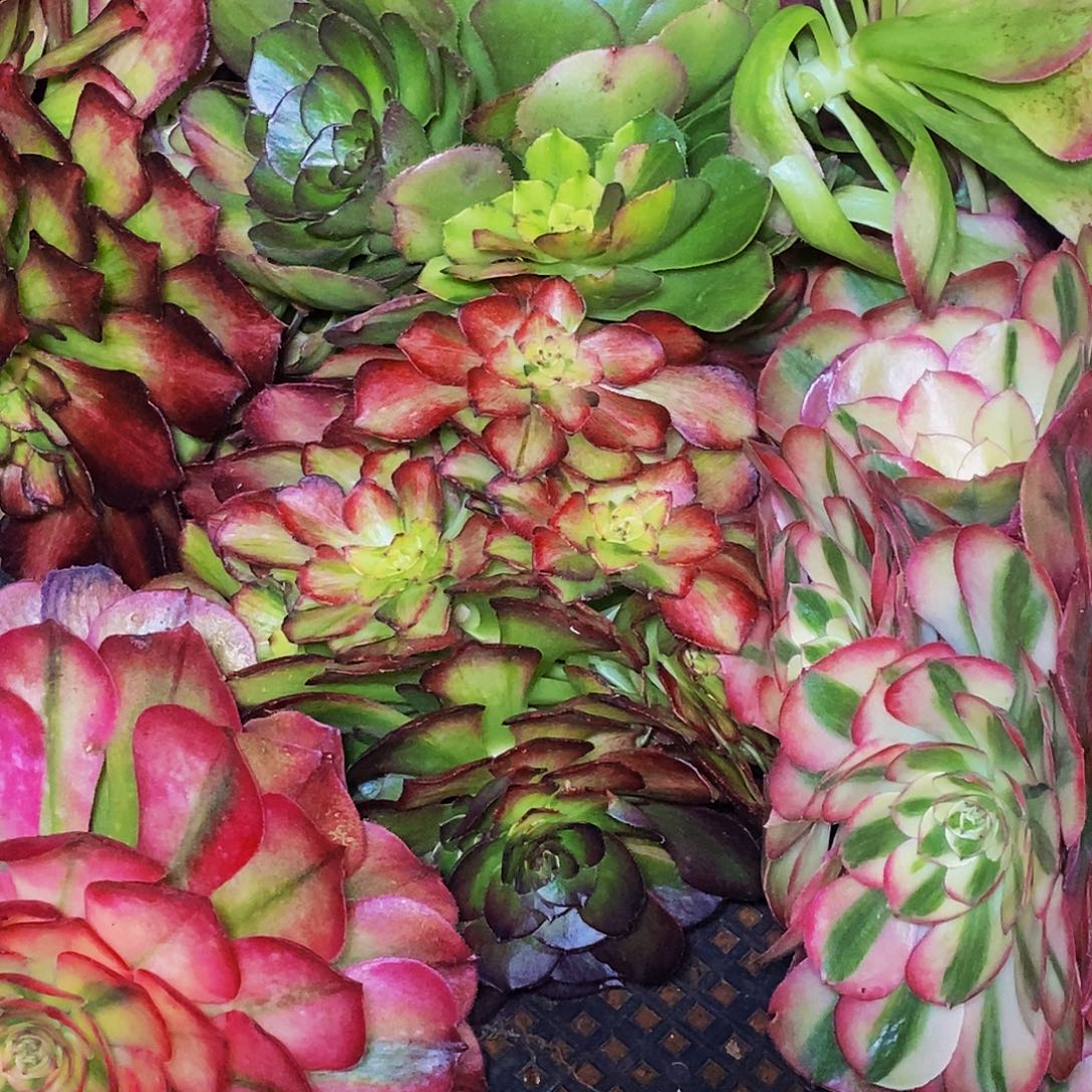 上古园艺多肉法师68