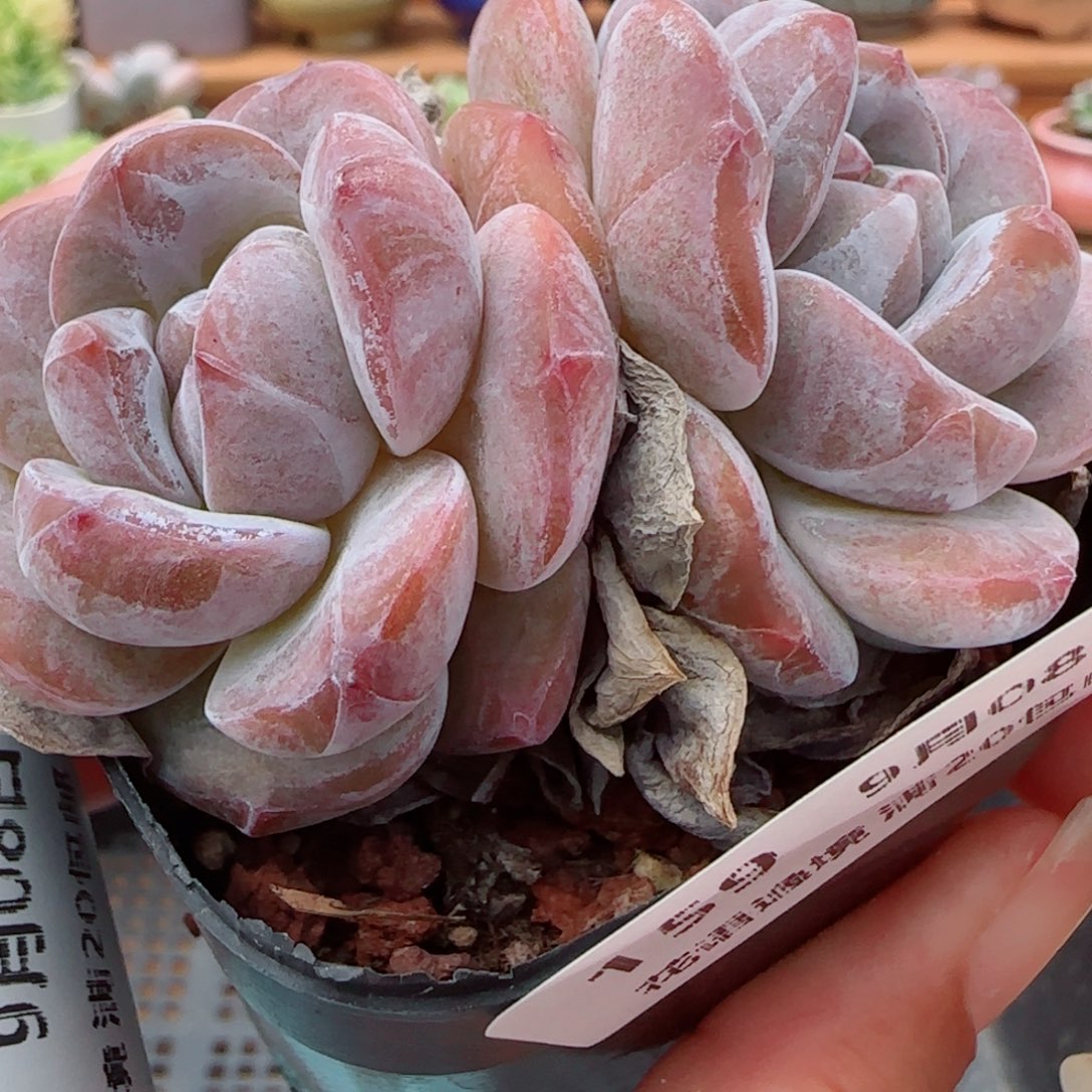 花语逸镜0908-159星颖