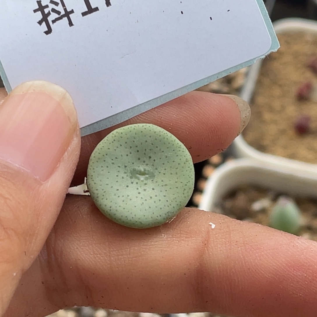 17-70酒杯多肉植物