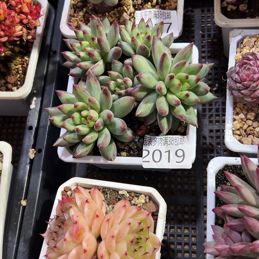 叮***当多肉一物一拍植物2019