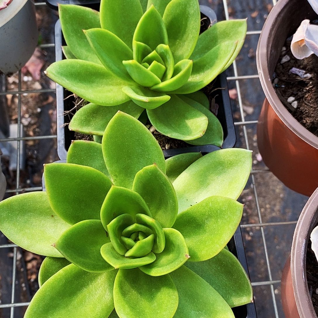 翠花大单头精品特价
