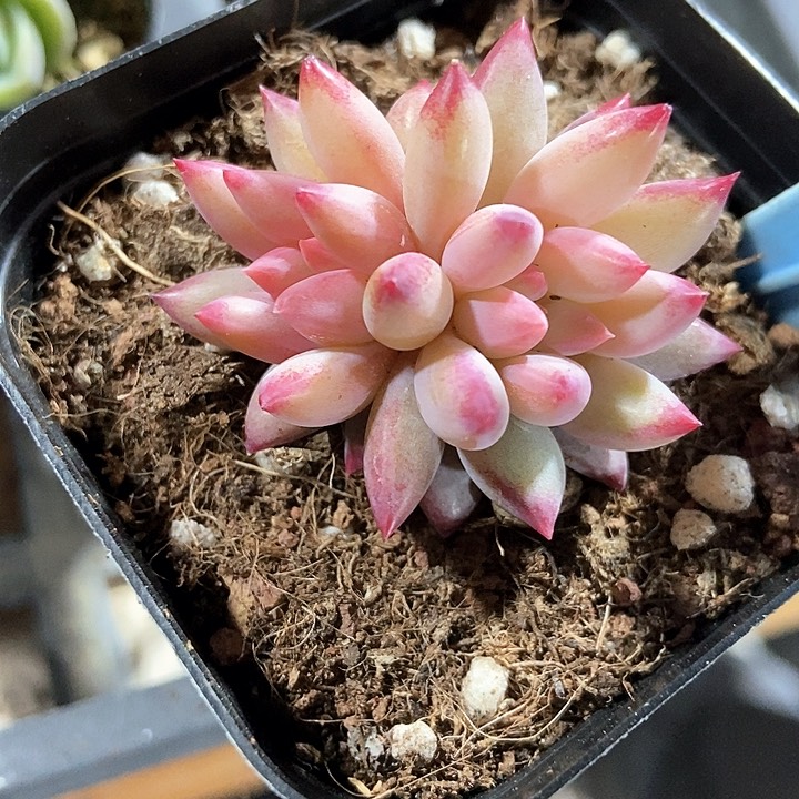 多肉植物虞美人514