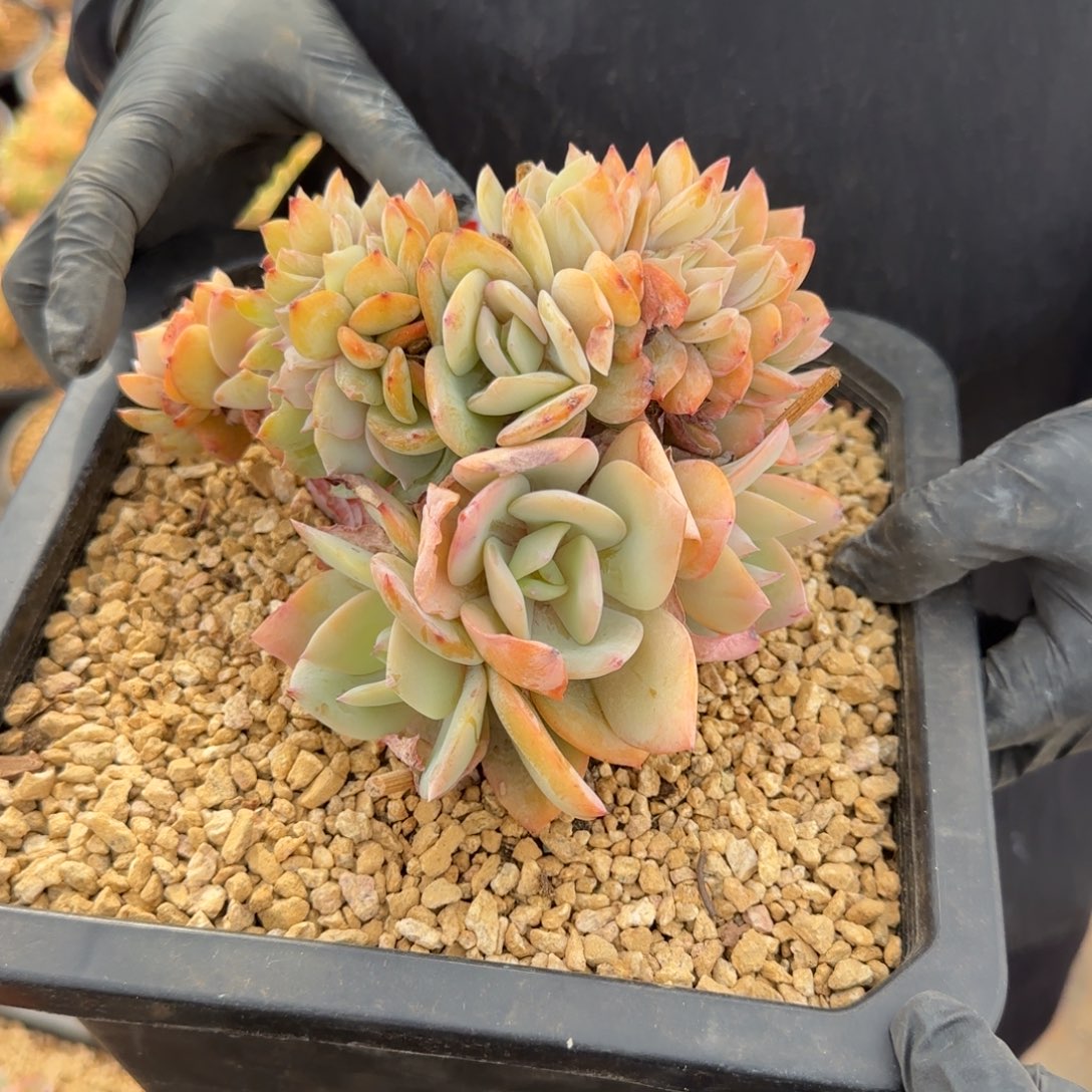 _***_125。      白凤缀。    