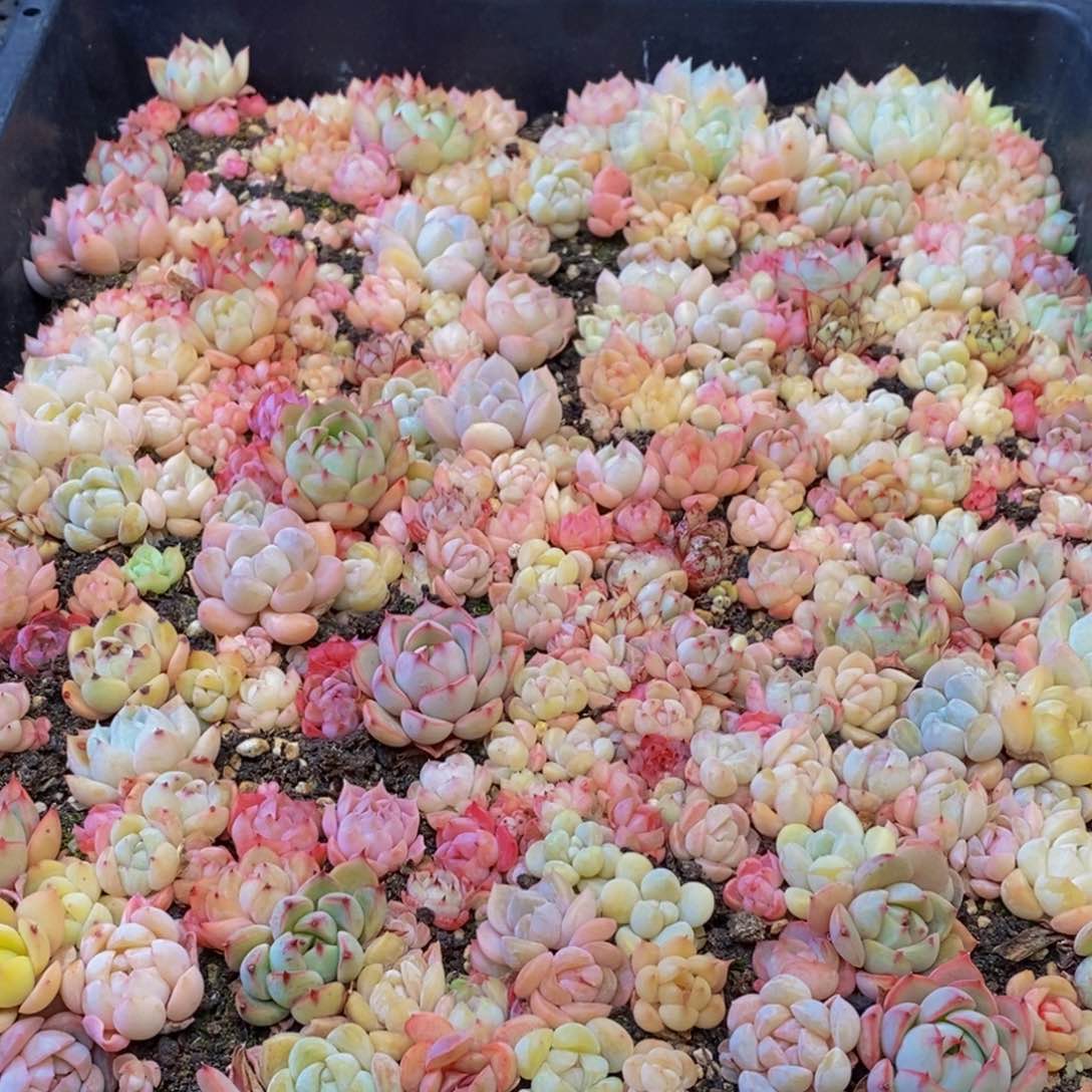 041多肉植物保护研究所所长助理