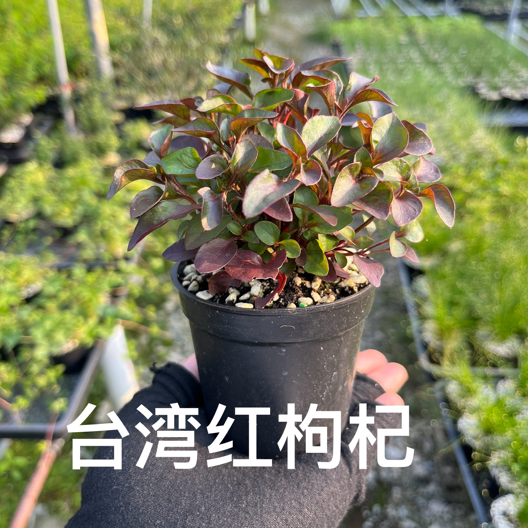 台湾红枸杞盆栽苗耐热越晒越红可观赏山野草组盆素材苗好养易活