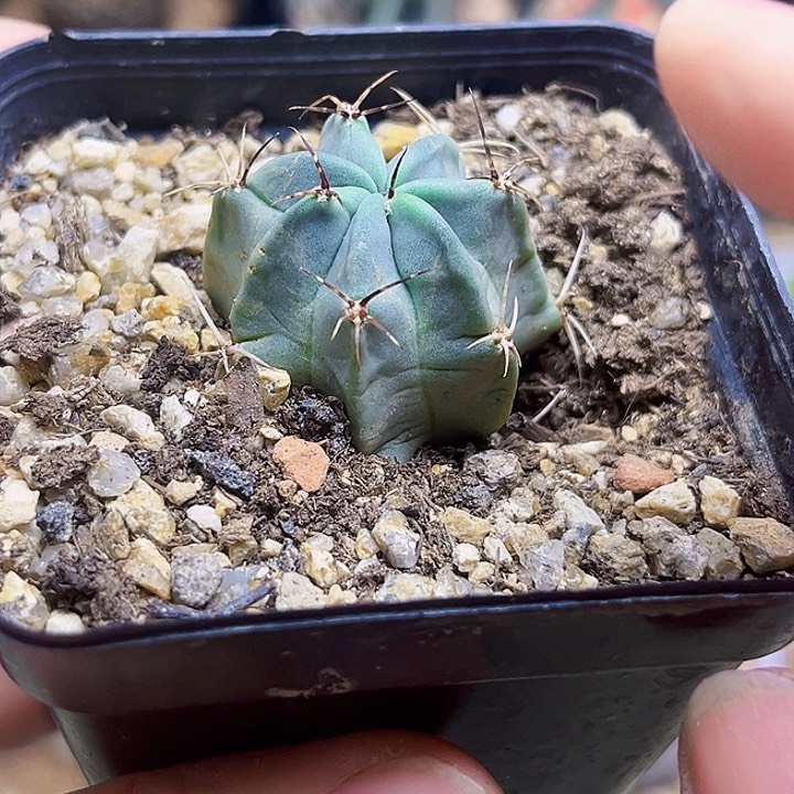 黑吼丽花一颗一颗