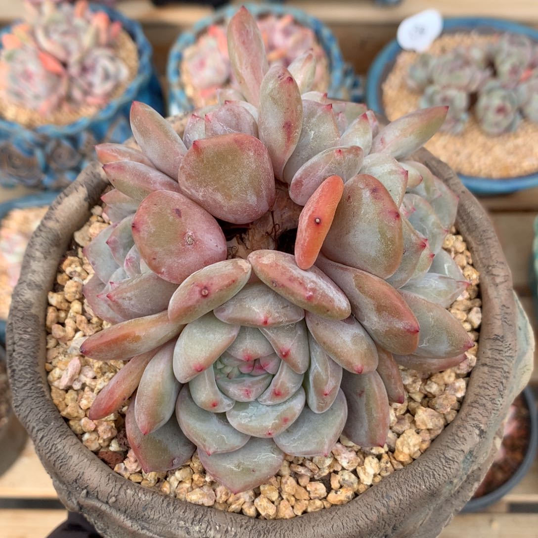 星影石榴籽紫体 无砍 小树福利