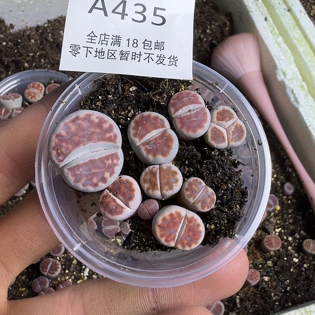A435 哈哈哈哈哈哈哈