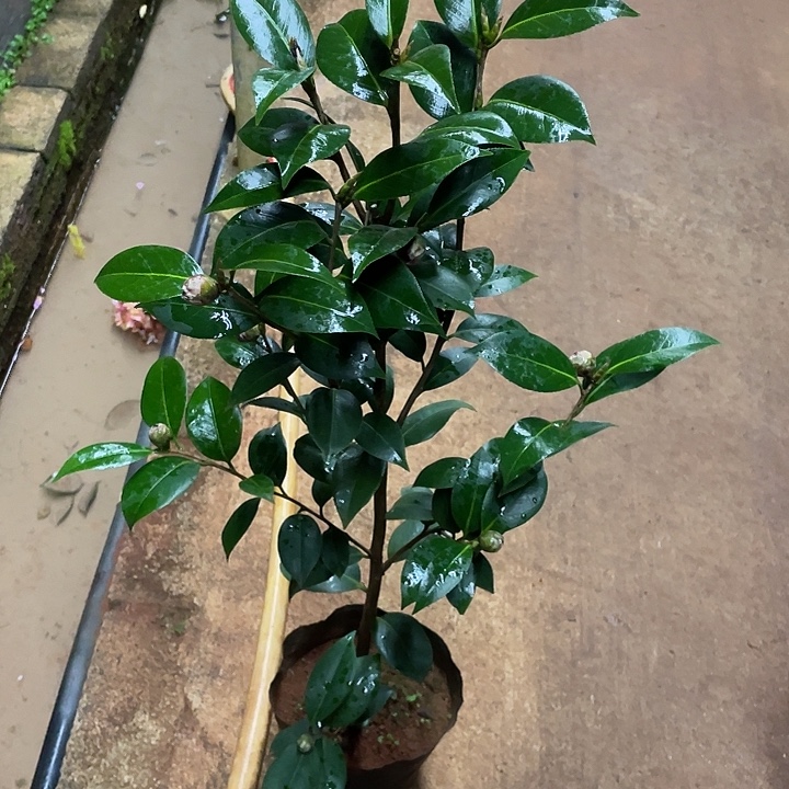 用***8完全开放斑都德宝贝原生