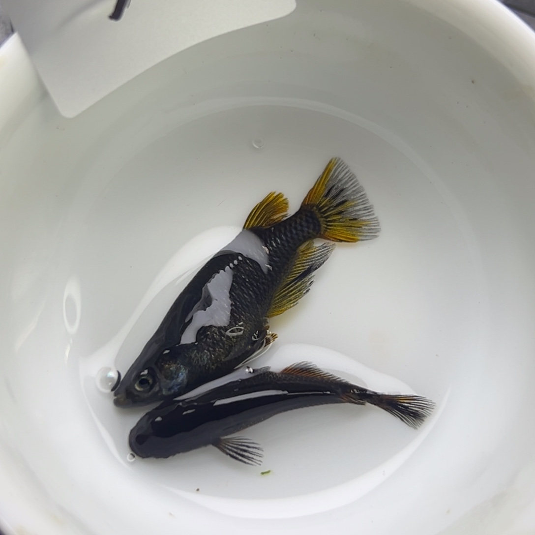 青鳉鱼51。       