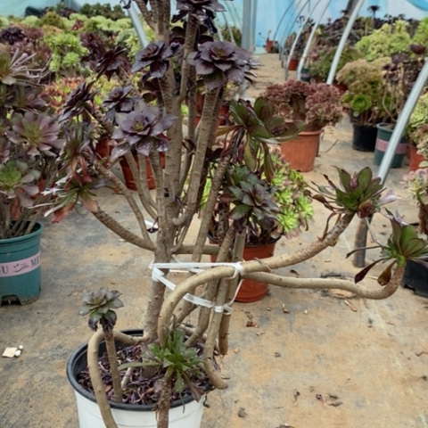 黑豆多肉植物033