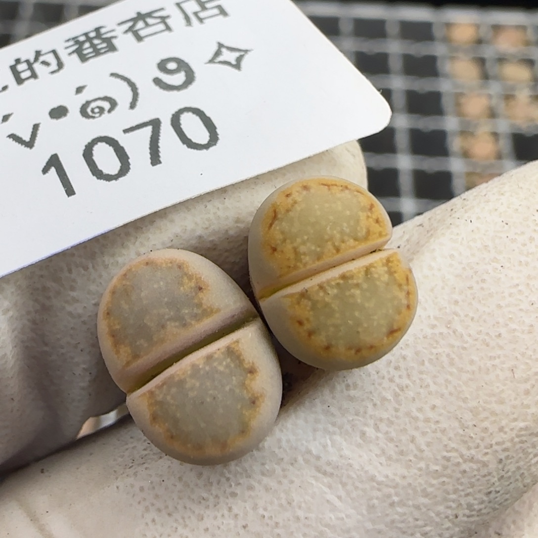 1070。ex216。黄绿饼干。