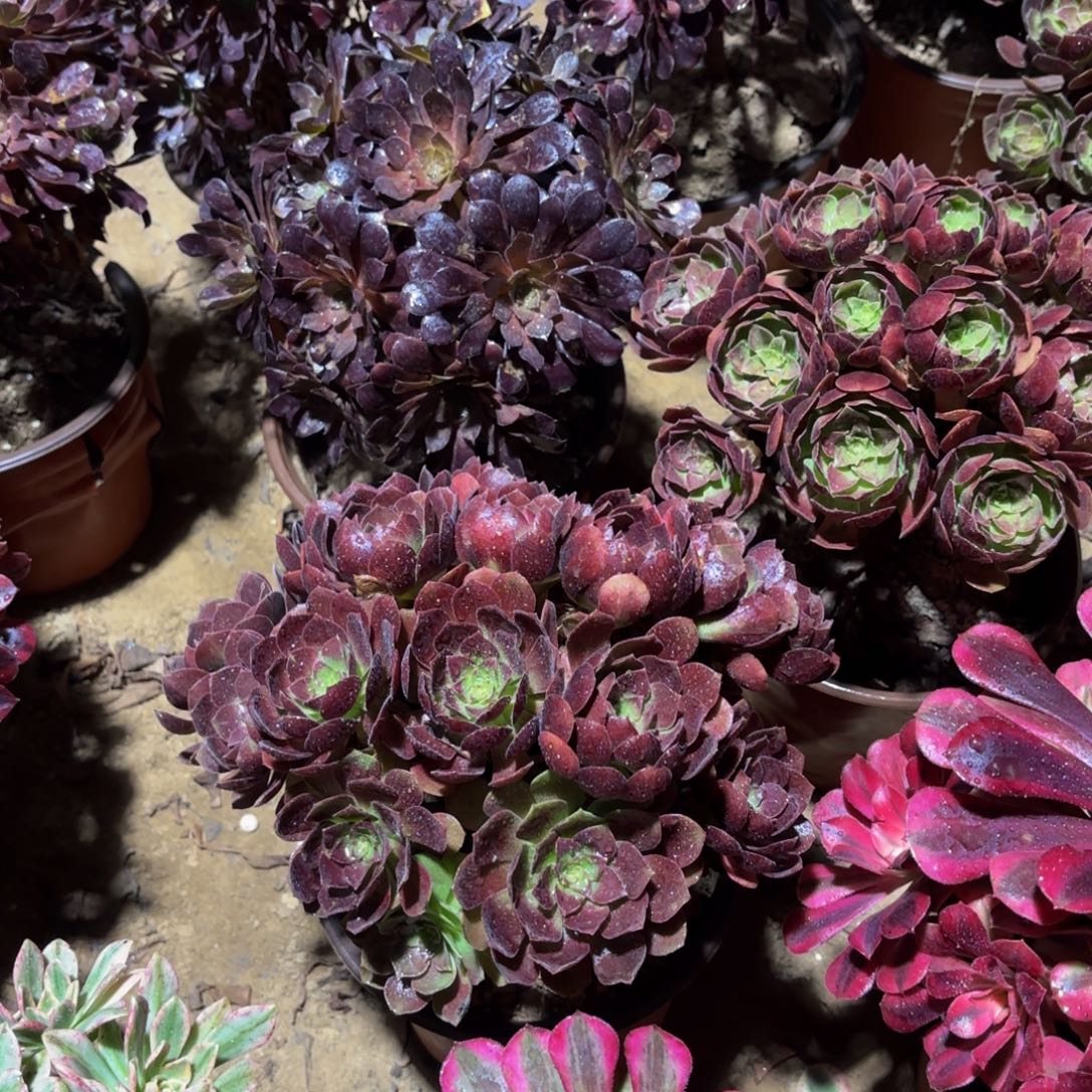 黑金玫瑰绣球9.9多肉植物