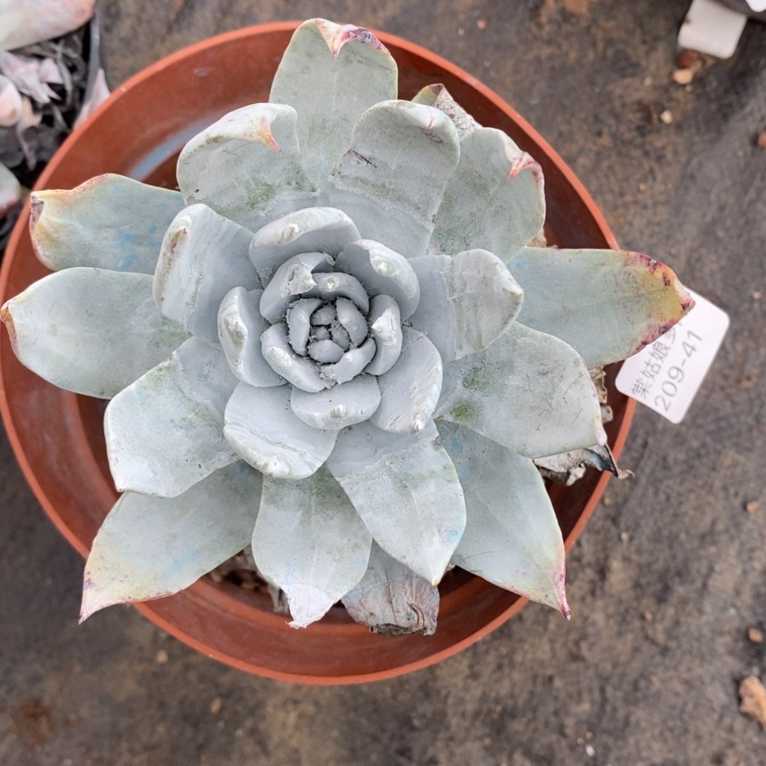 41号牡丹叶粗腿子