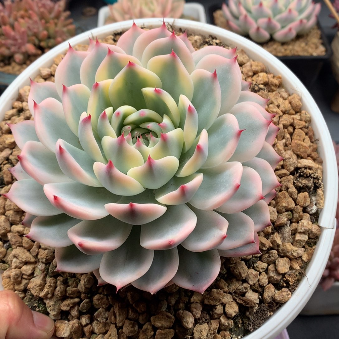 我们家的小仙女们