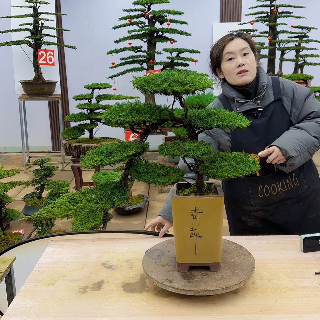 盆景直播间一物一拍