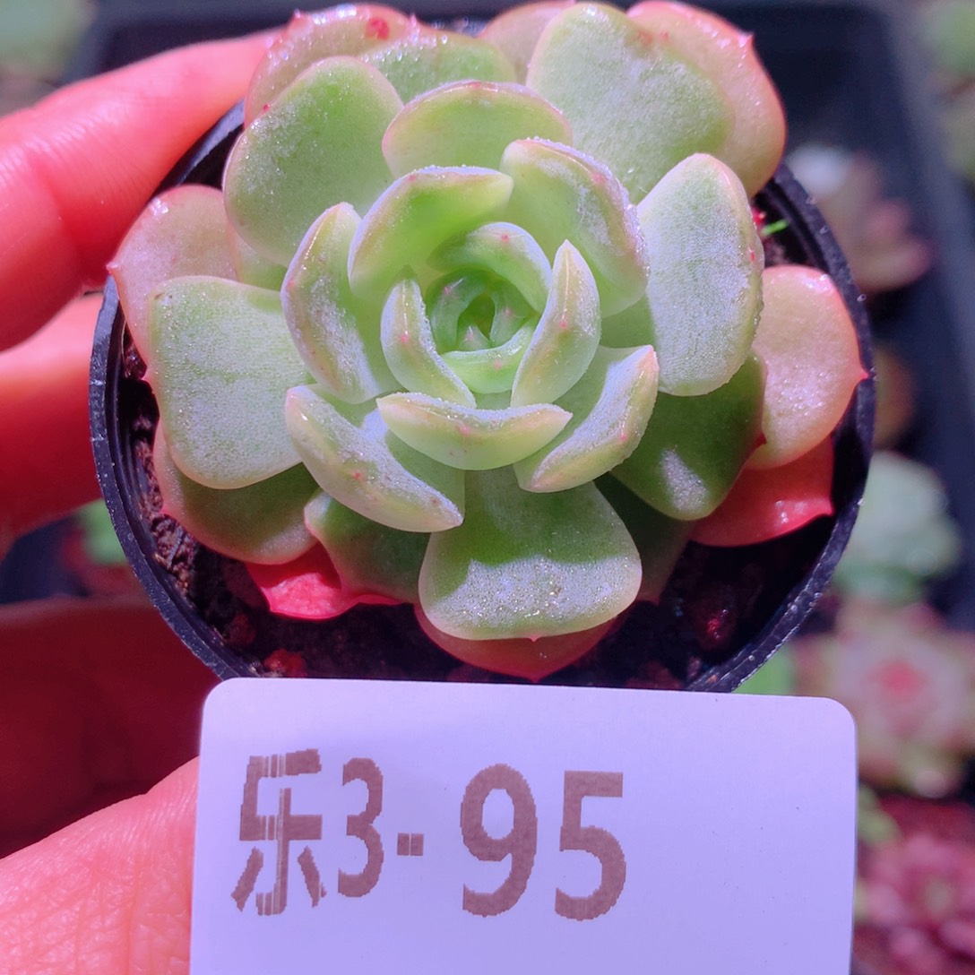 乐然 3-95 熔晶单头 