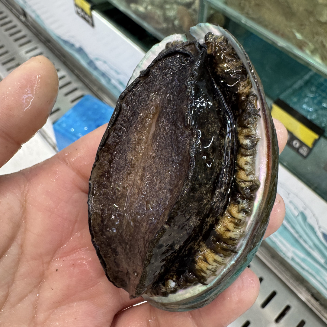 【鲜活发货】大号标准五头鲍单只链接