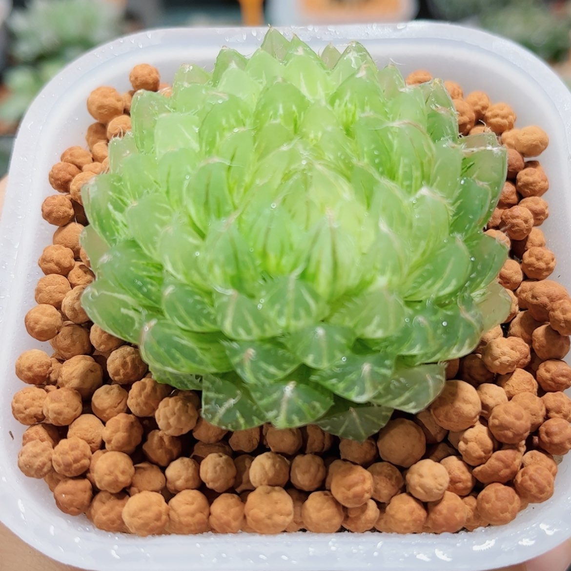 【闪购商品】翠云玉露