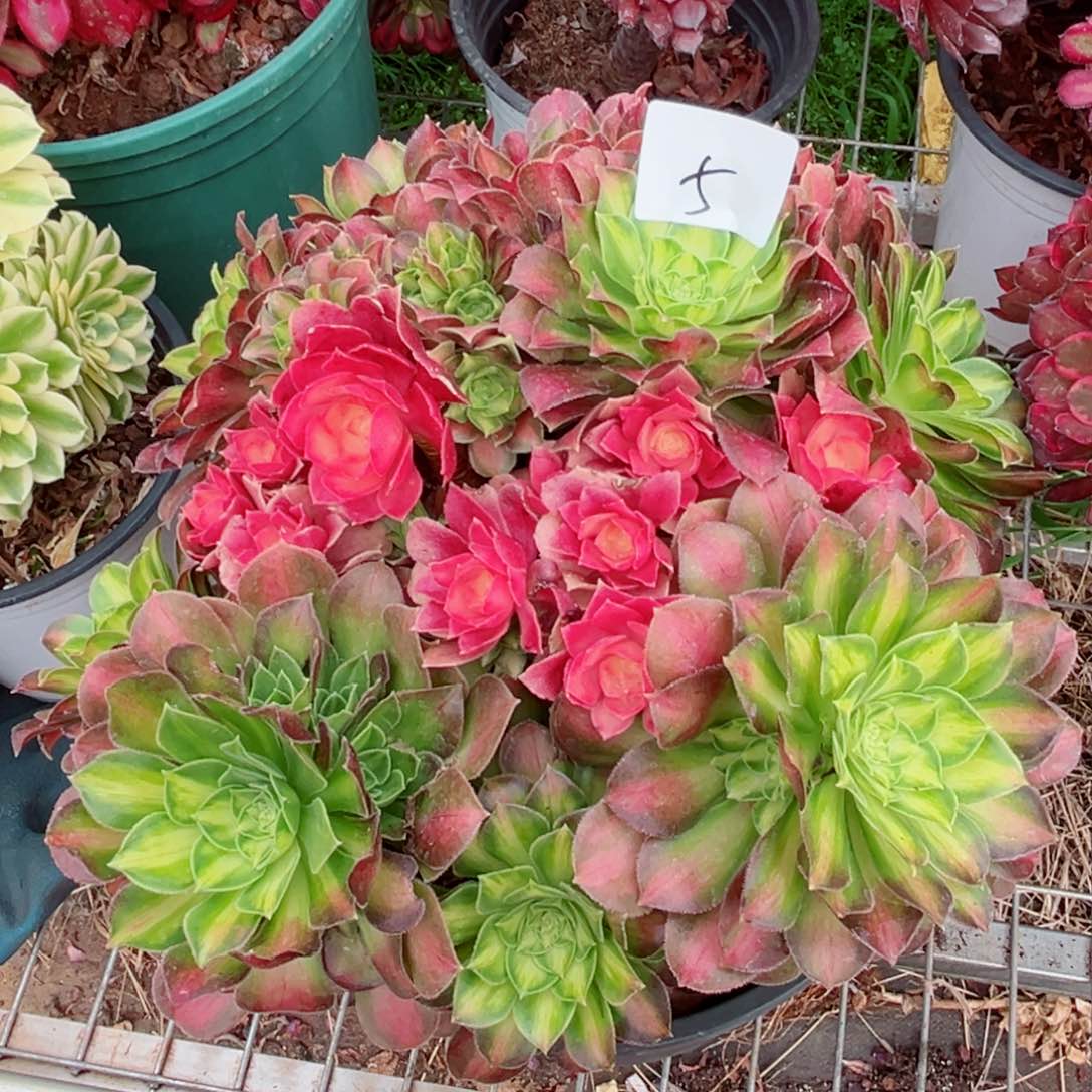 一物一拍多肉法师05