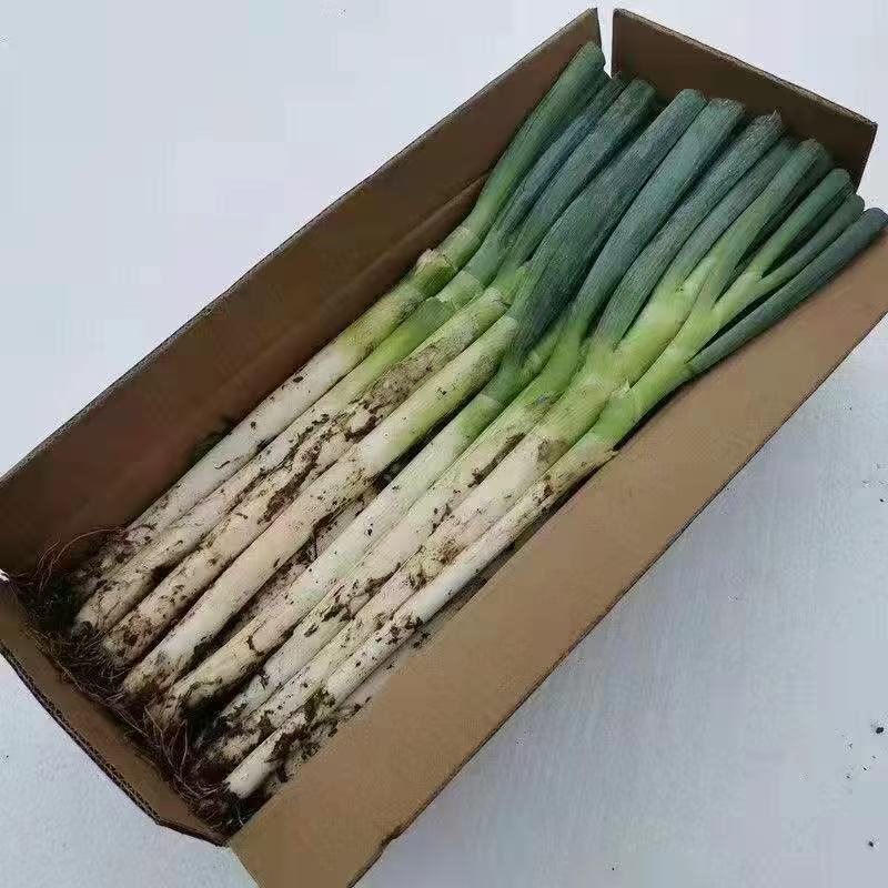 山东正宗大葱铁杆毛葱现拔现发长白带泥半叶农家蔬菜