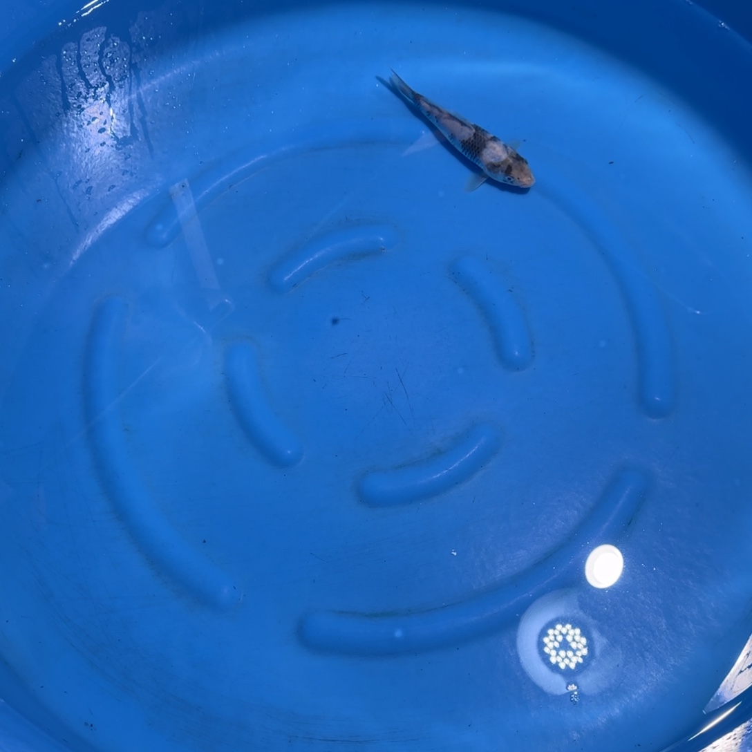 鲤科类公母搭配10-70不支持退换