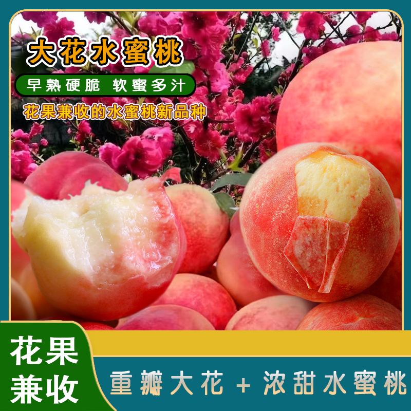 大花水蜜桃苗/农科院高价引进花果兼收新品种/重瓣大花浓甜水蜜桃