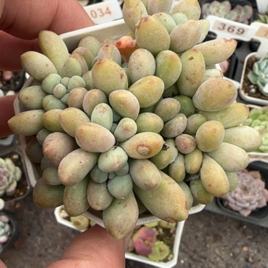 282奶酪蛋糕多肉植物多