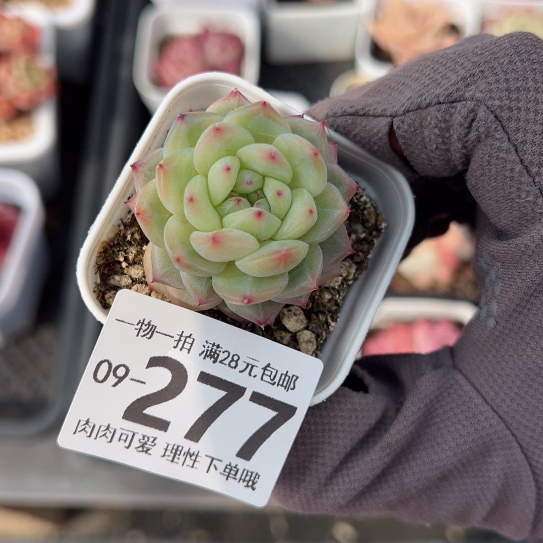 寒菲单头多肉单头多肉