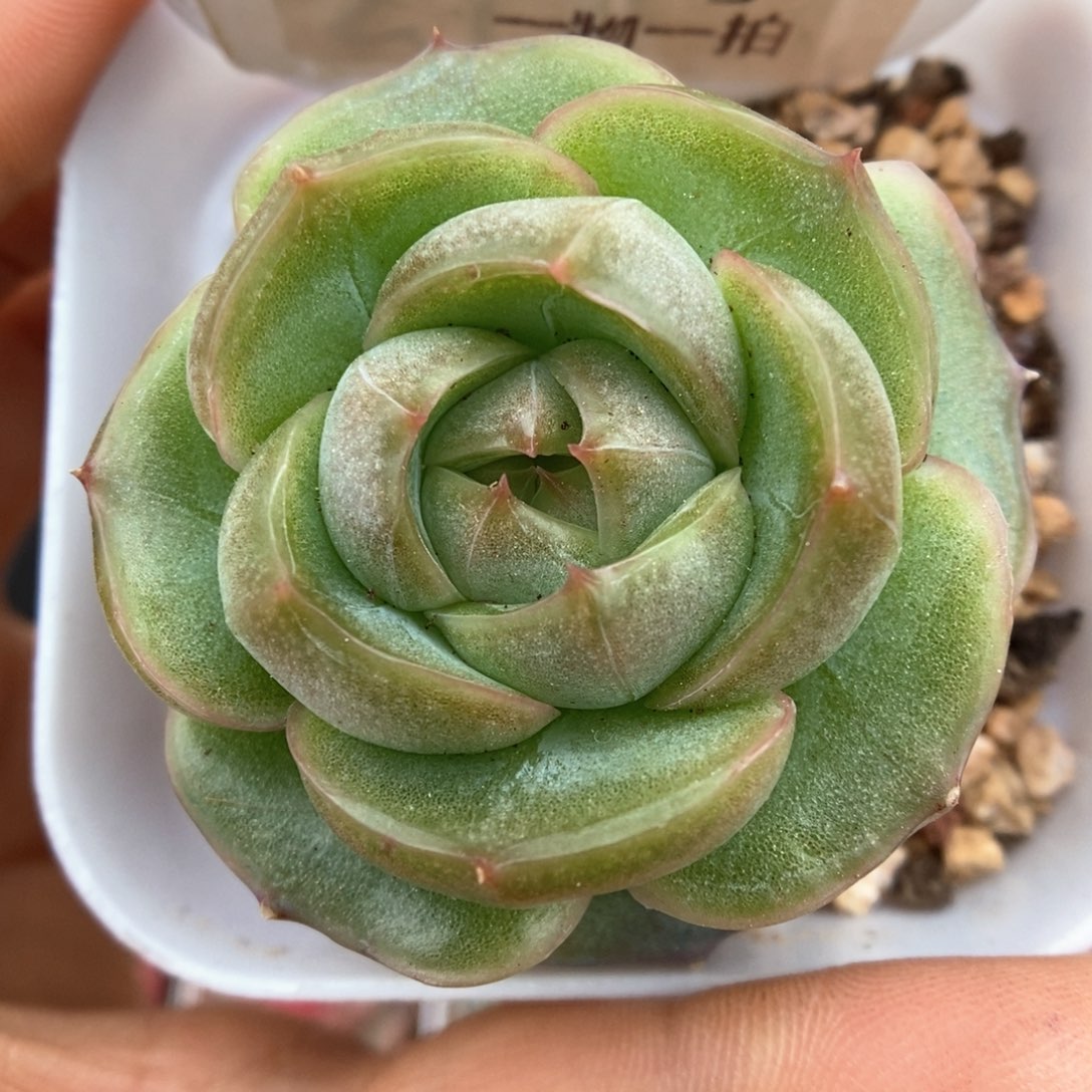 玉露新品可拍。