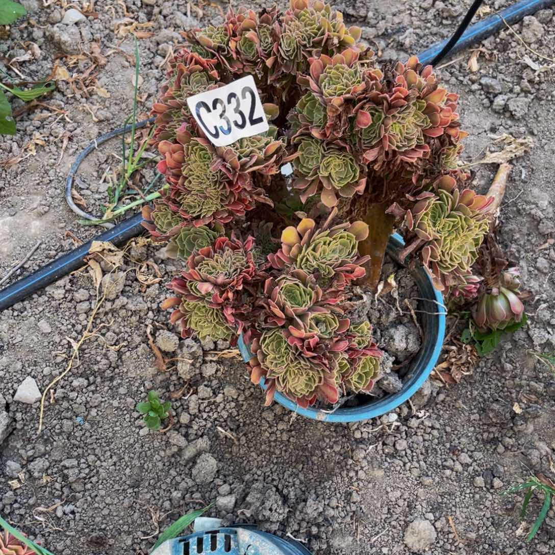 雅典娜28///38包邮