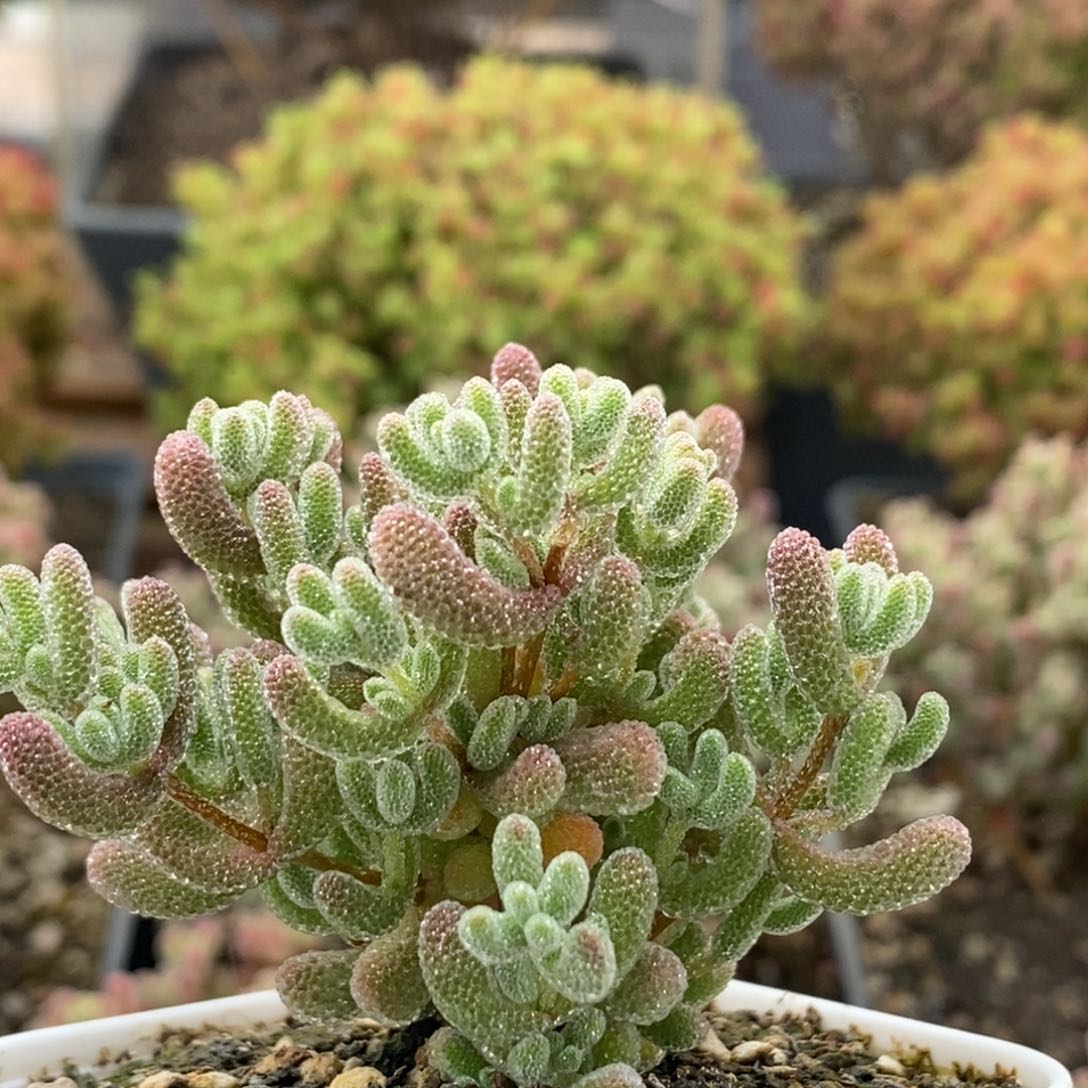 云*?优选冰晶0225枝干番杏