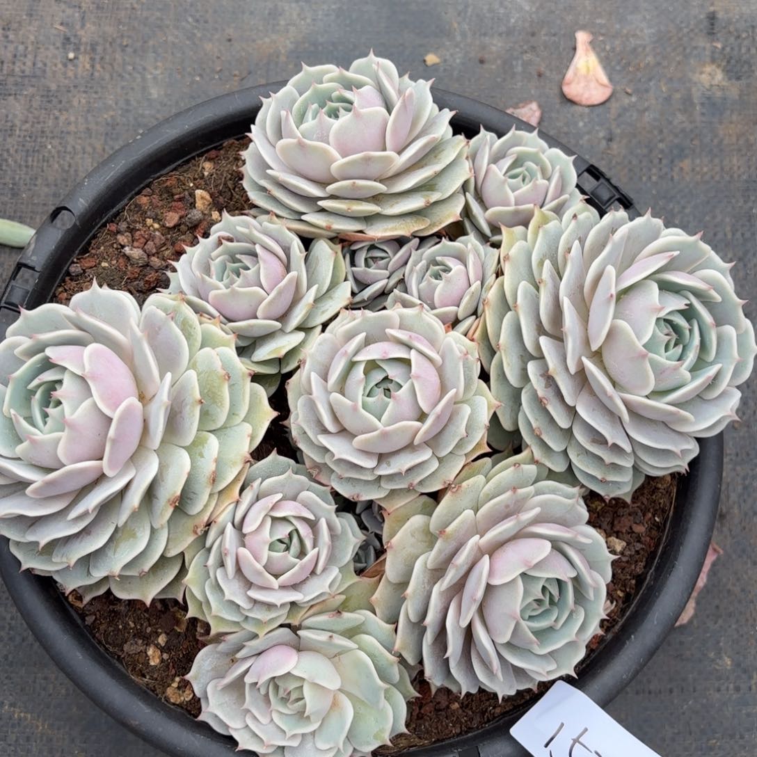 C****1522fhjfhj回来了哦哦哦哦