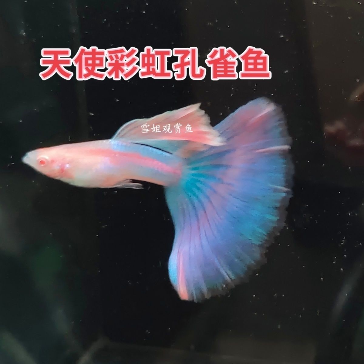 网红天使彩虹小型宠物热带鱼好养活懒人鱼淡蓝色网红招财鱼