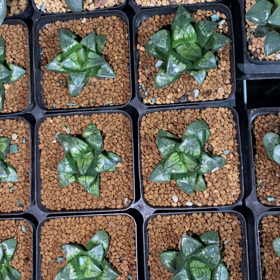 一颗实生假面 高货