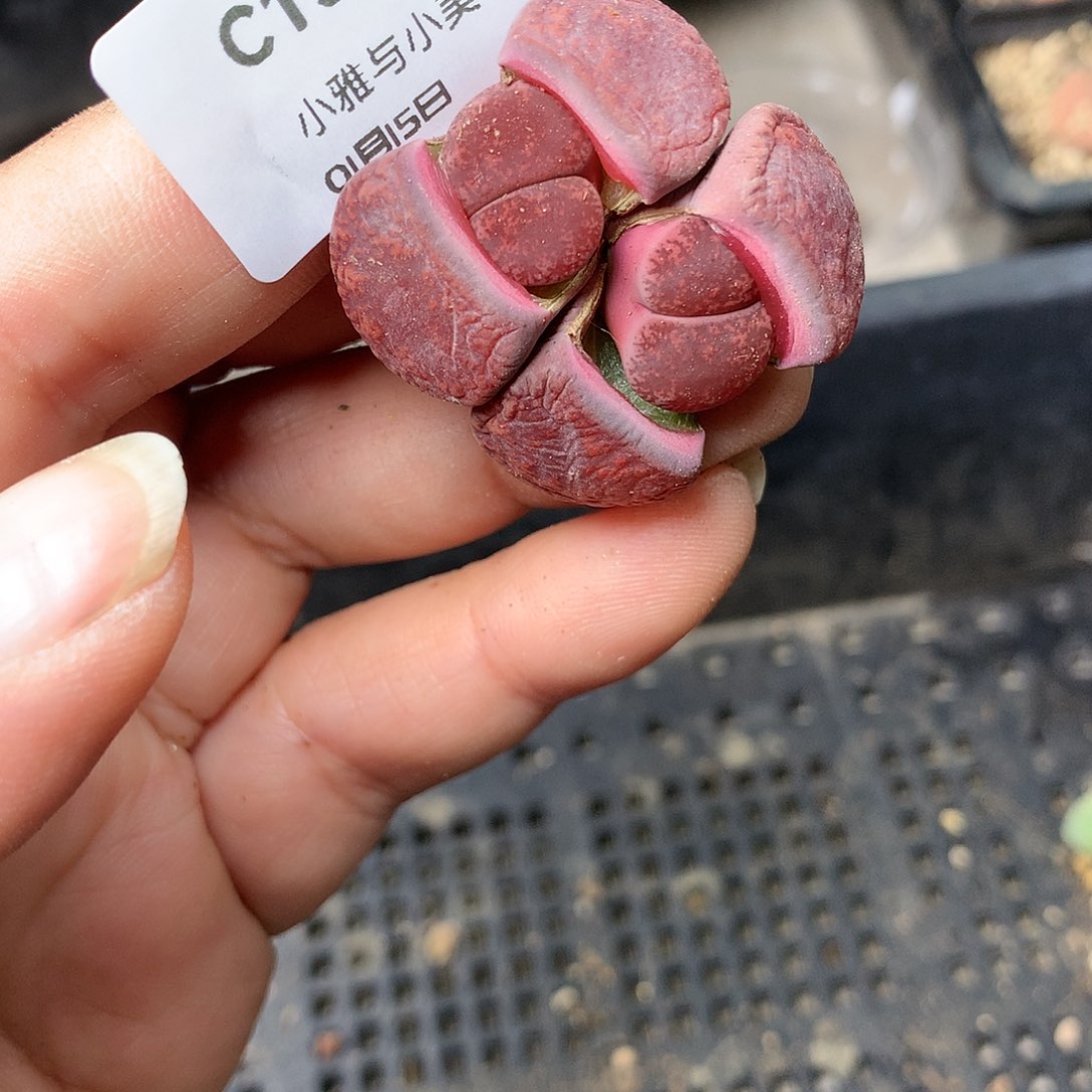 C159多肉植物保护研究所