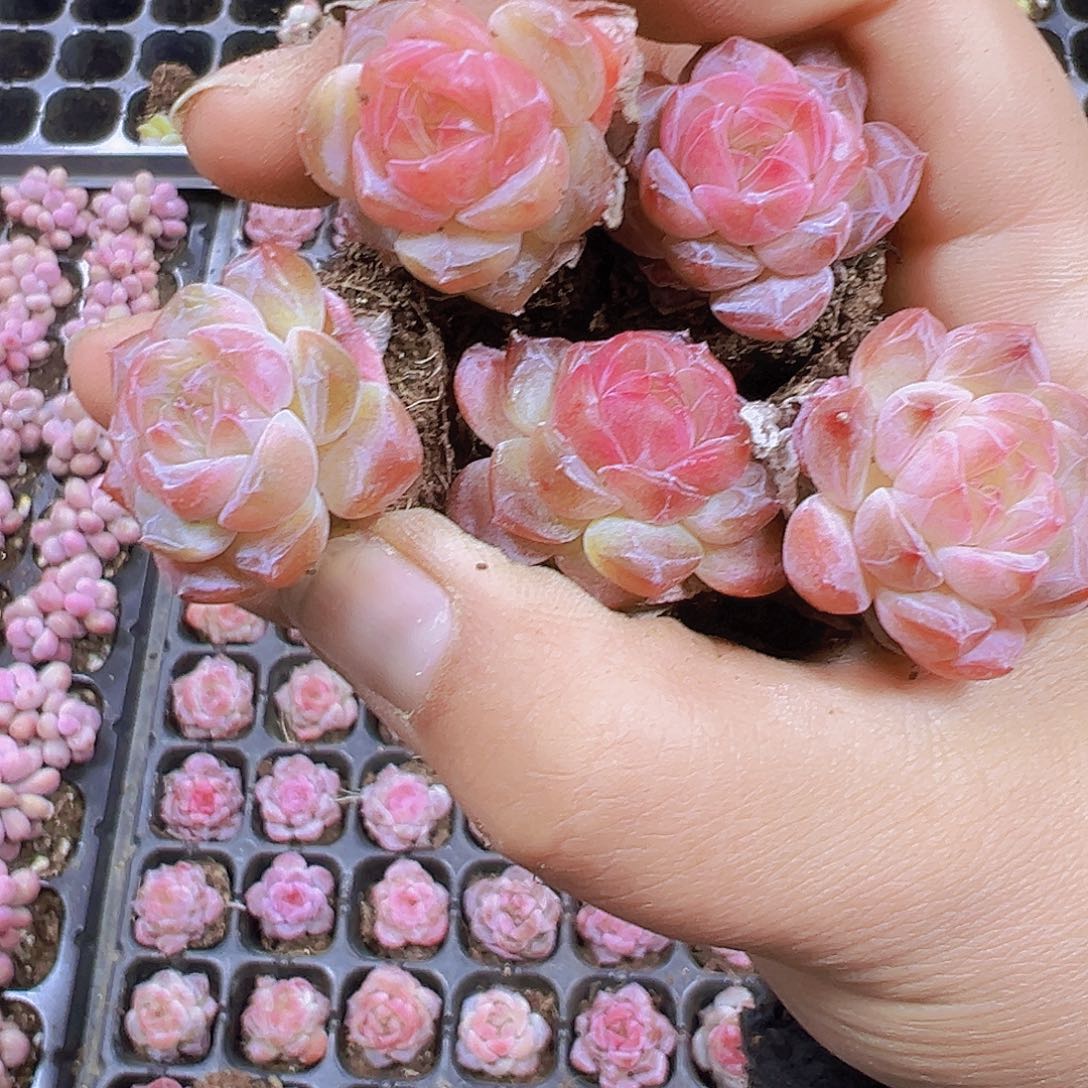 小鼻嘎风花雪月5个19包邮