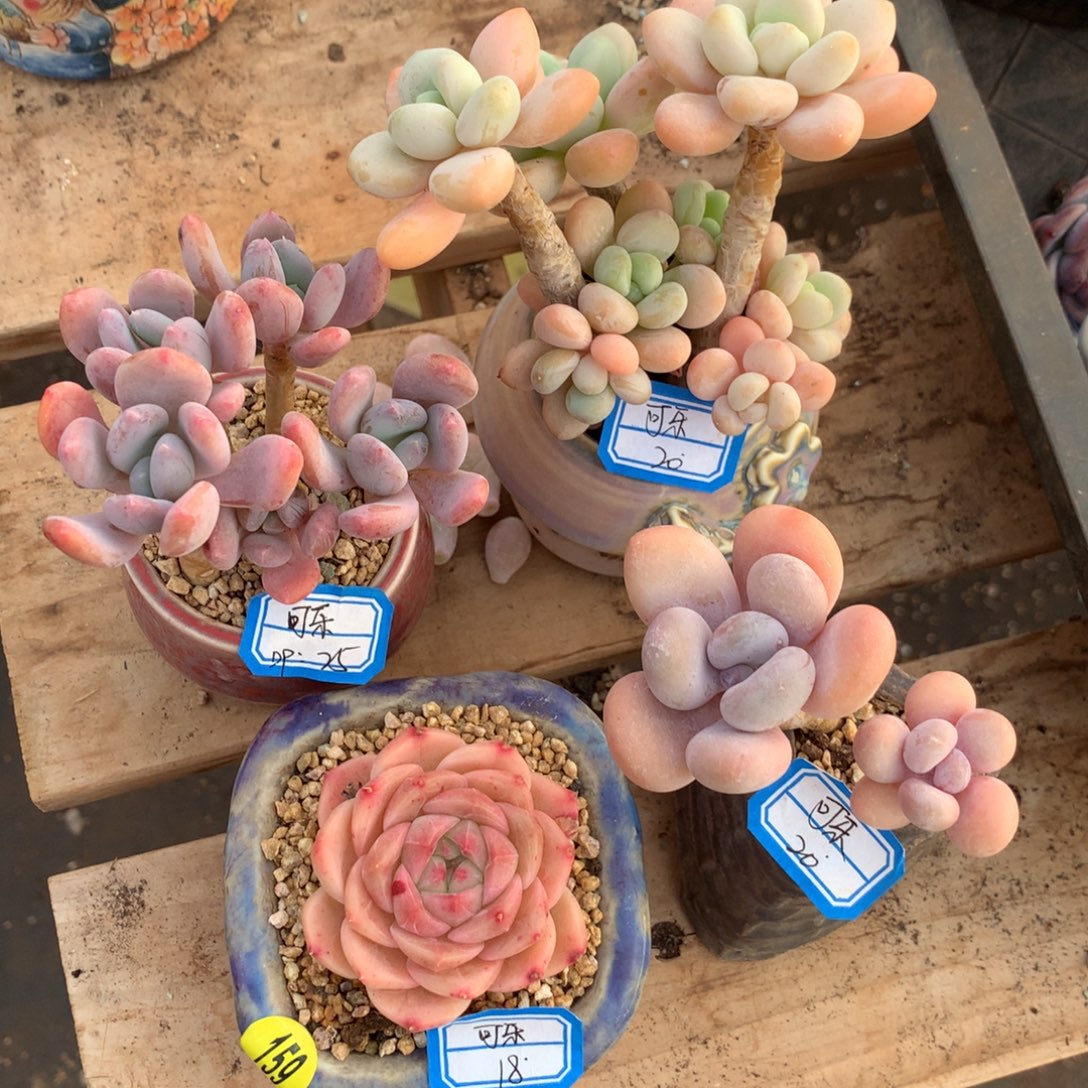 姜***乐可乐    1带盆    3花