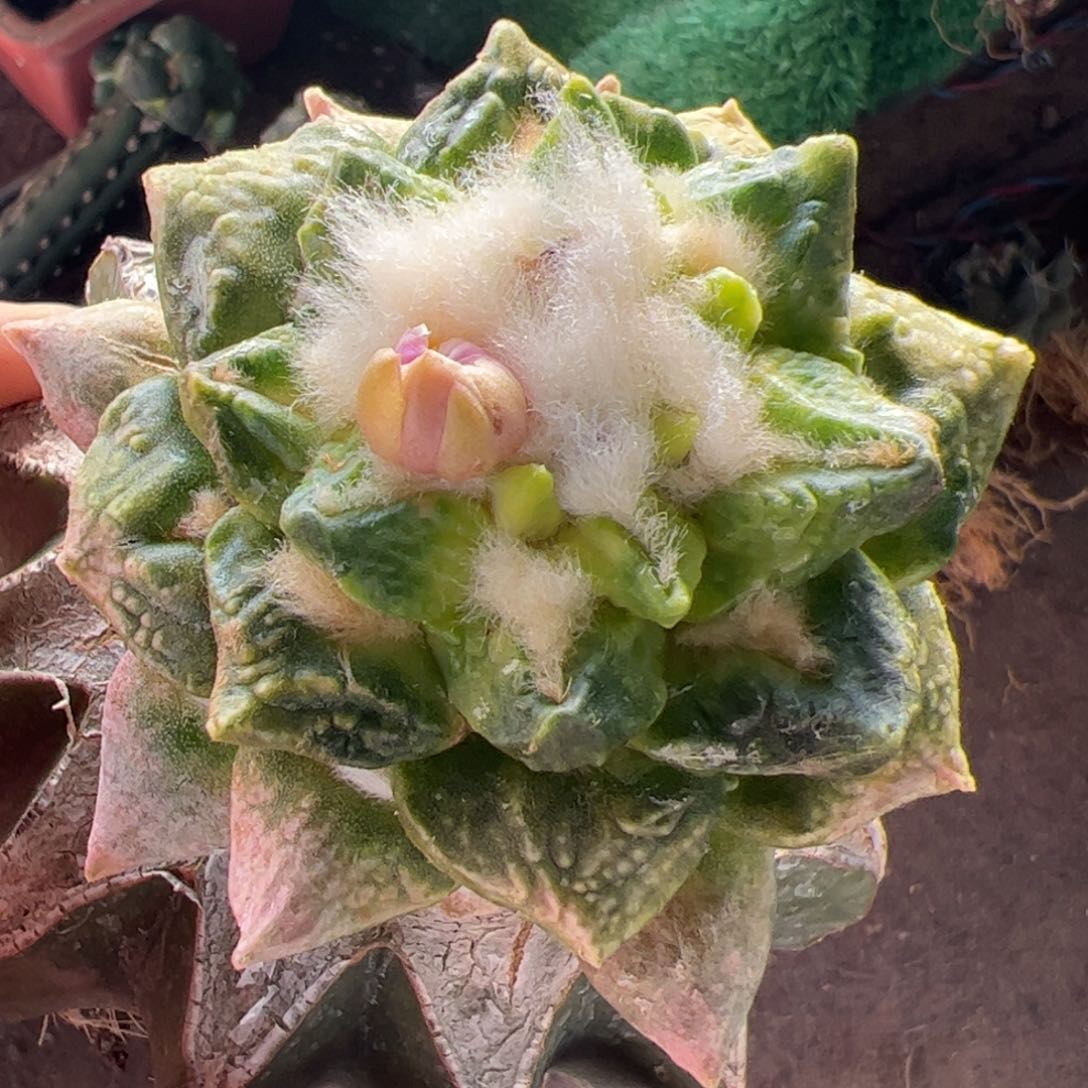 龟甲牡丹锦仙人球723