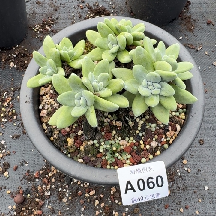 宝***哥小叶帕䕜莎多肉植物