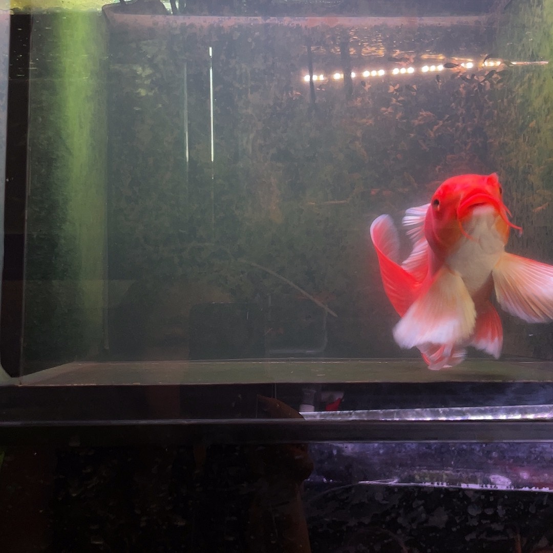 蝴蝶鲤闽**潘2-9蝴蝶鲤