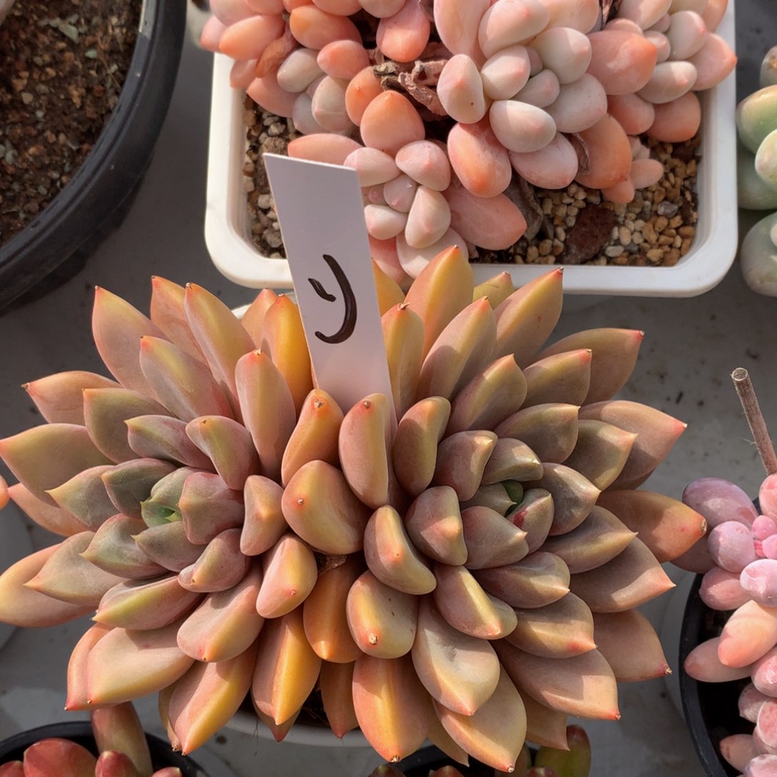 双头红象牙726363636363¥