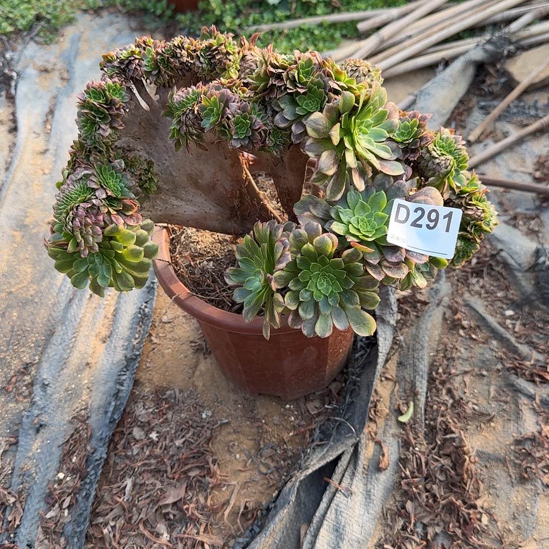 291嘉年华微瑕一颗呀呀